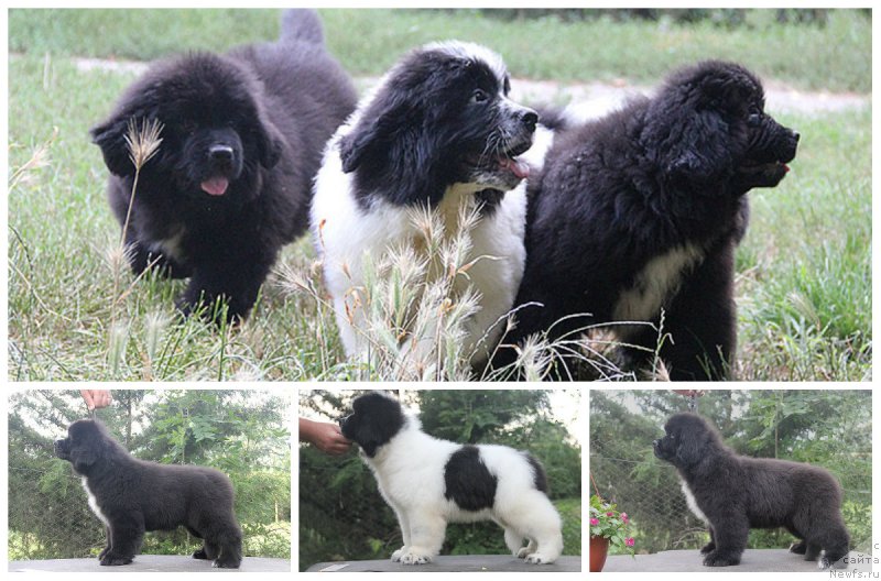 Фотография № 210795