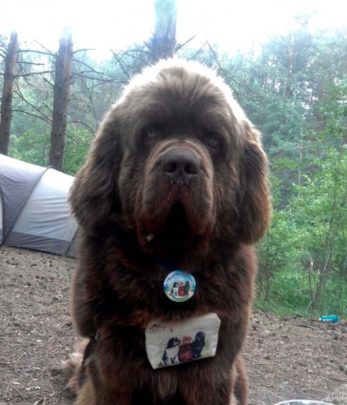 Фото: ньюфаундленд Charli The Best Helfi Pel (Чарли Де Бест Хелфи Пэл)