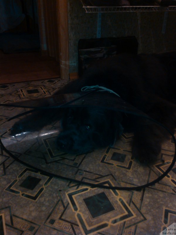 Фото: ньюфаундленд Angel Khranitel Gruffidd (Ангел Хранитель Граффидд)