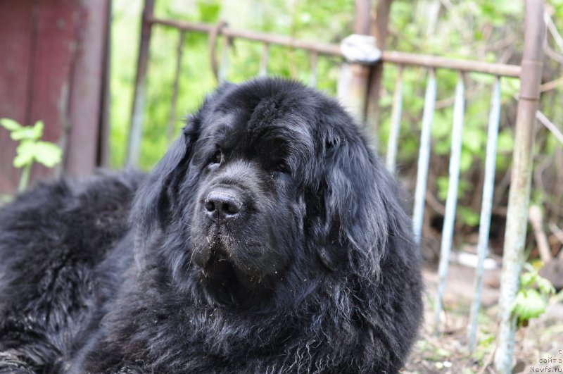 Фото: ньюфаундленд Ayvengo Viva Jeniz (Айвенго Вива Дженис)