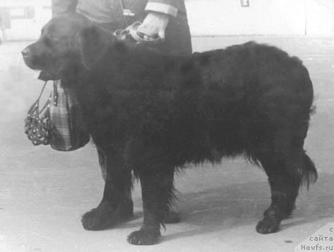 Фото: ньюфаундленд YEl' YElita (Эль Элита)