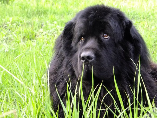 Фото: ньюфаундленд Ayvengo Viva Jeniz (Айвенго Вива Дженис)