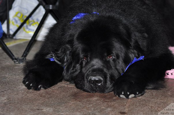 Фото: ньюфаундленд Ayvengo Viva Jeniz (Айвенго Вива Дженис)