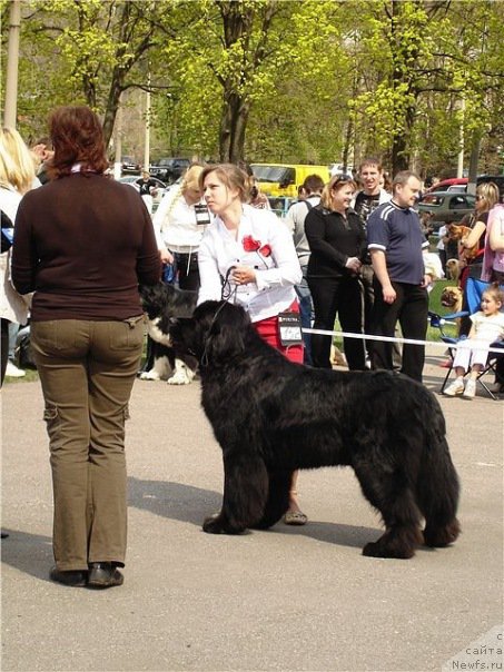 Фото: ньюфаундленд Ayvengo Viva Jeniz (Айвенго Вива Дженис)