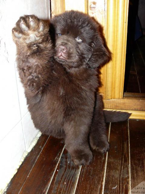 Фото: ньюфаундленд Maritsa s Berega Dona for Pchiolkin Dom (Марица с Берега Дона для Пчёлкиного Дома)