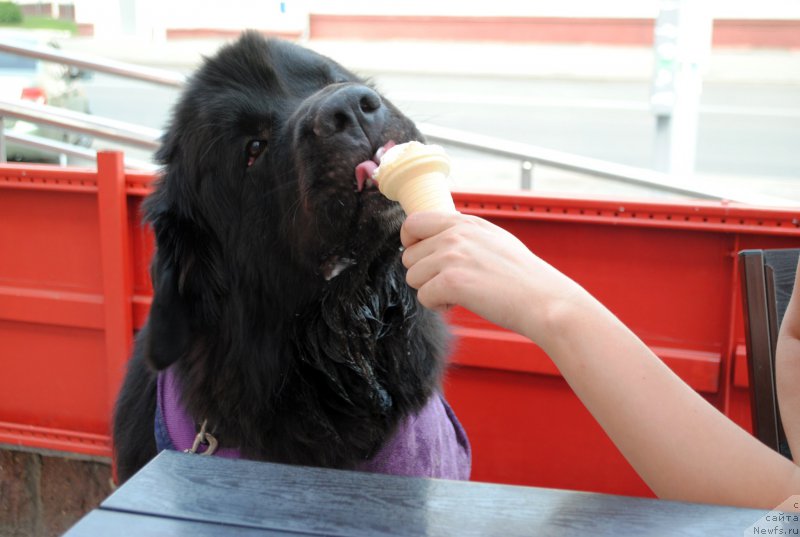 Фото: ньюфаундленд Kiper Soul Layon Hyeert (Кипер Соул Лайон Хэерт)