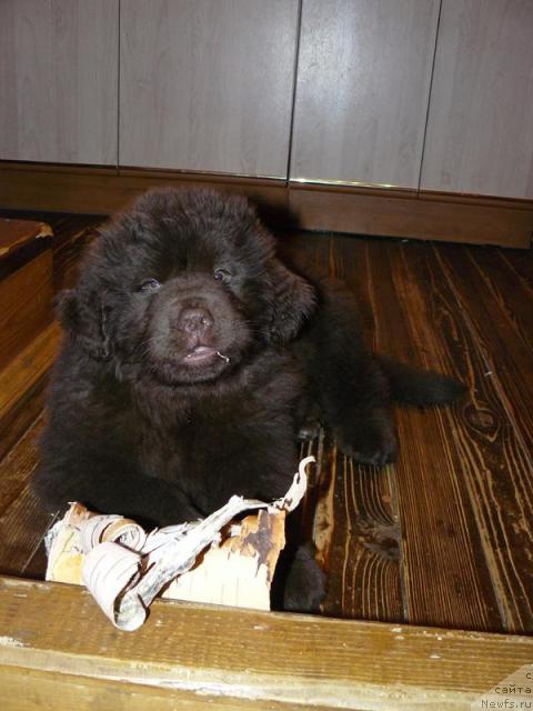 Фото: ньюфаундленд Maritsa s Berega Dona for Pchiolkin Dom (Марица с Берега Дона для Пчёлкиного Дома)