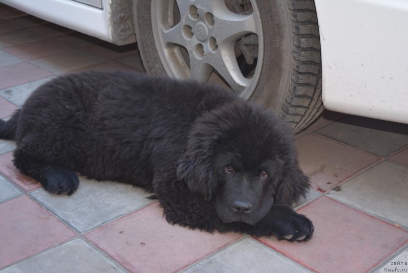 Фото: ньюфаундленд Terra Viktoriya Blyeyz of Nayts fo Helen (Терра Виктория Блэйз оф Найтс фо Хелен)