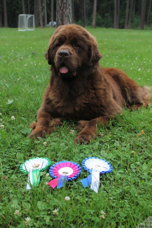 Фото: ньюфаундленд Funnewf Aqua-Marina (Фанньюф Аква-Марина)