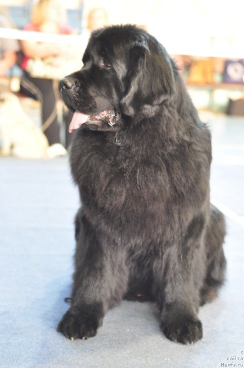 Фото: ньюфаундленд Ayvengo Viva Jeniz (Айвенго Вива Дженис)