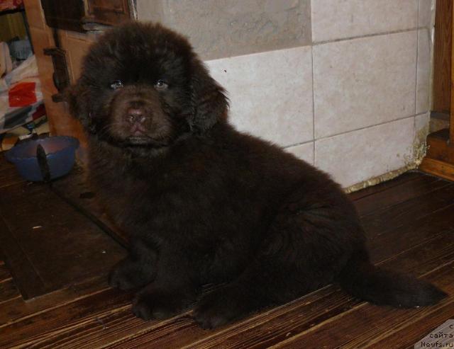 Фото: ньюфаундленд Maritsa s Berega Dona for Pchiolkin Dom (Марица с Берега Дона для Пчёлкиного Дома)