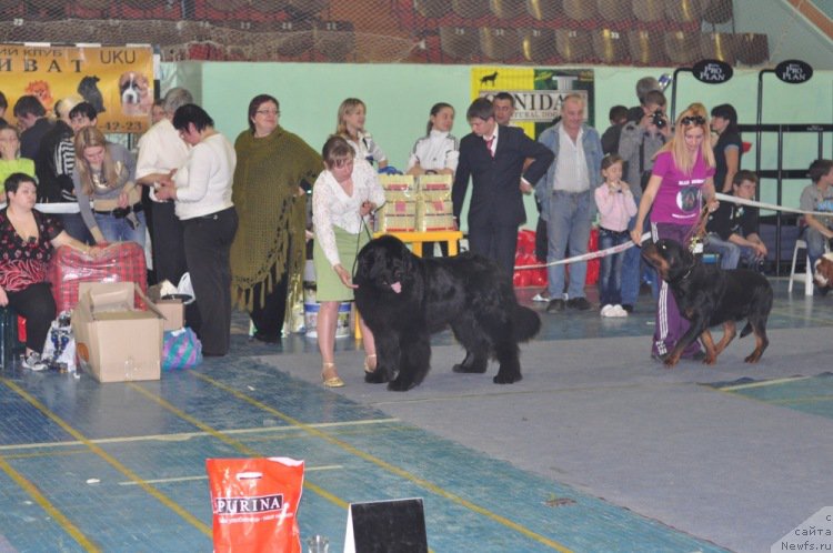 Фото: ньюфаундленд Ayvengo Viva Jeniz (Айвенго Вива Дженис)