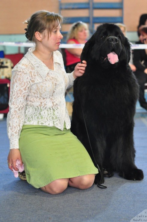 Фото: ньюфаундленд Ayvengo Viva Jeniz (Айвенго Вива Дженис), Evgeniya Lyalyakina (Евгения Лялякина)