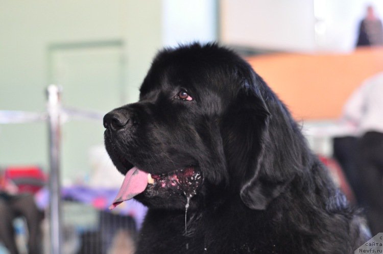 Фото: ньюфаундленд Ayvengo Viva Jeniz (Айвенго Вива Дженис)