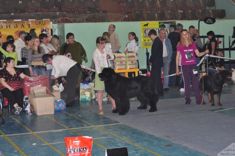 Фото: ньюфаундленд Ayvengo Viva Jeniz (Айвенго Вива Дженис)