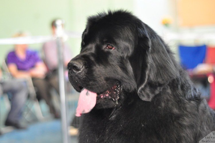 Фото: ньюфаундленд Ayvengo Viva Jeniz (Айвенго Вива Дженис)