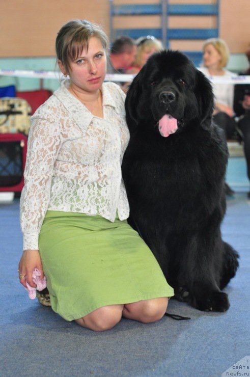 Фото: ньюфаундленд Ayvengo Viva Jeniz (Айвенго Вива Дженис), Evgeniya Lyalyakina (Евгения Лялякина)