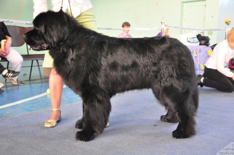 Фото: ньюфаундленд Ayvengo Viva Jeniz (Айвенго Вива Дженис)