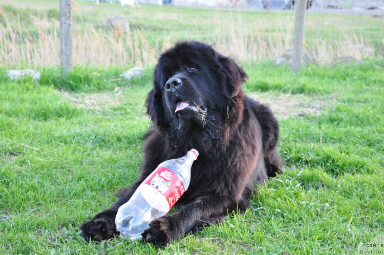 Фото: ньюфаундленд Charuyushaya Dzhenni (Чарующая Дженни)