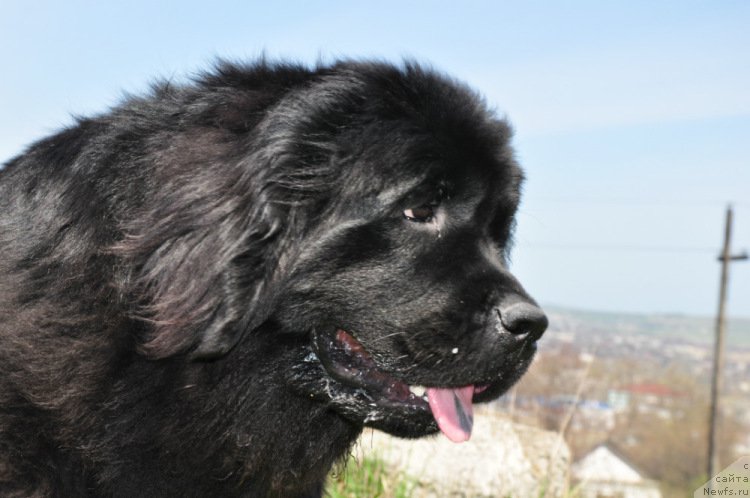 Фото: ньюфаундленд Charuyushaya Dzhenni (Чарующая Дженни)