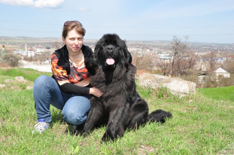 Фото: ньюфаундленд Charuyushaya Dzhenni (Чарующая Дженни), Evgeniya Lyalyakina (Евгения Лялякина)