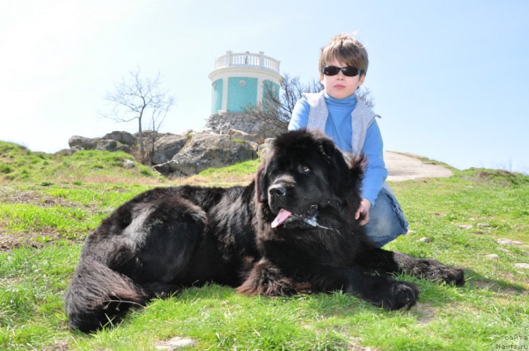 Фото: ньюфаундленд Charuyushaya Dzhenni (Чарующая Дженни)