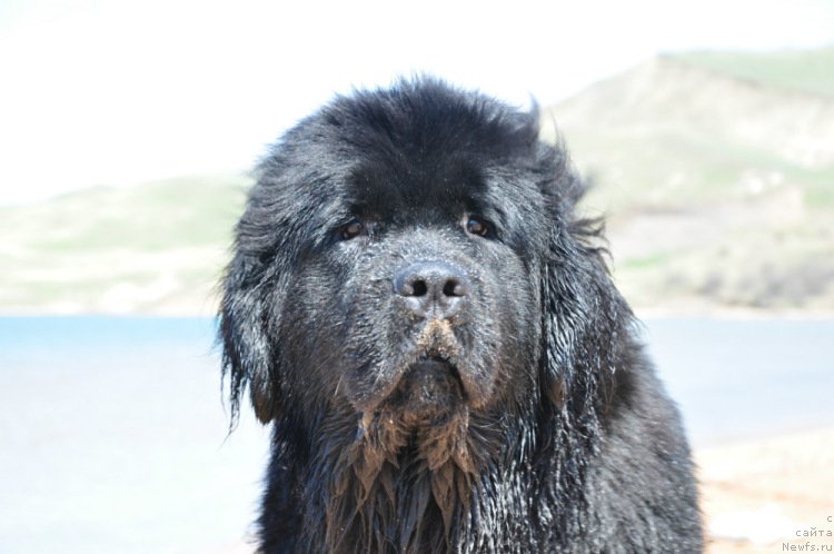 Фото: ньюфаундленд Charuyushaya Dzhenni (Чарующая Дженни)