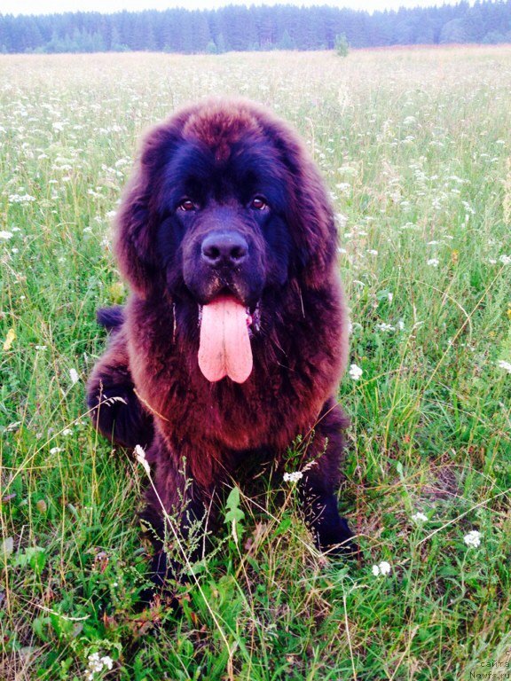 Фото: ньюфаундленд Brift Star Nailing Leo (Брифт Стар Наилинг Лео)