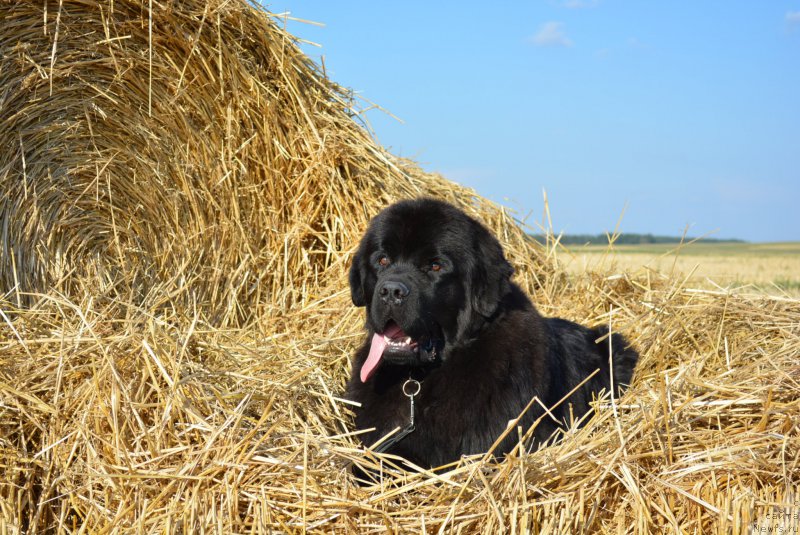 Фото: Anna Pronskaya (Анна Пронская), ньюфаундленд Belkonder-Club Black Baileys (Белкондер-Клаб Блэк Бейлиз)