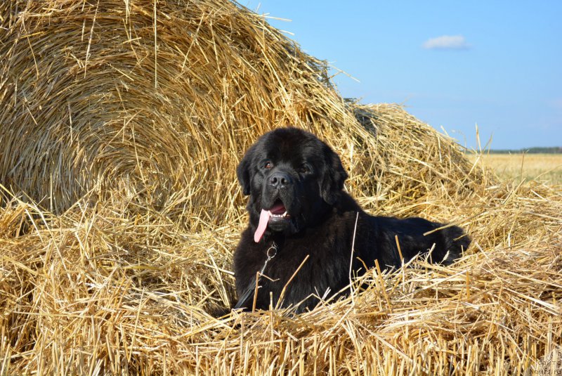 Фото: ньюфаундленд Belkonder-Club Black Baileys (Белкондер-Клаб Блэк Бейлиз)