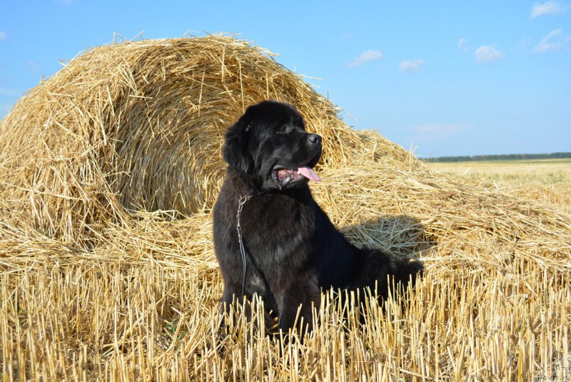 Фото: ньюфаундленд Belkonder-Club Black Baileys (Белкондер-Клаб Блэк Бейлиз)