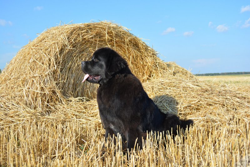 Фото: ньюфаундленд Belkonder-Club Black Baileys (Белкондер-Клаб Блэк Бейлиз)