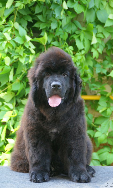 Фотография № 210878