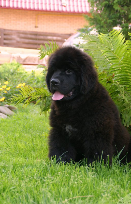 Фото: ньюфаундленд Snou Viking Argus (Сноу Викинг Аргус)