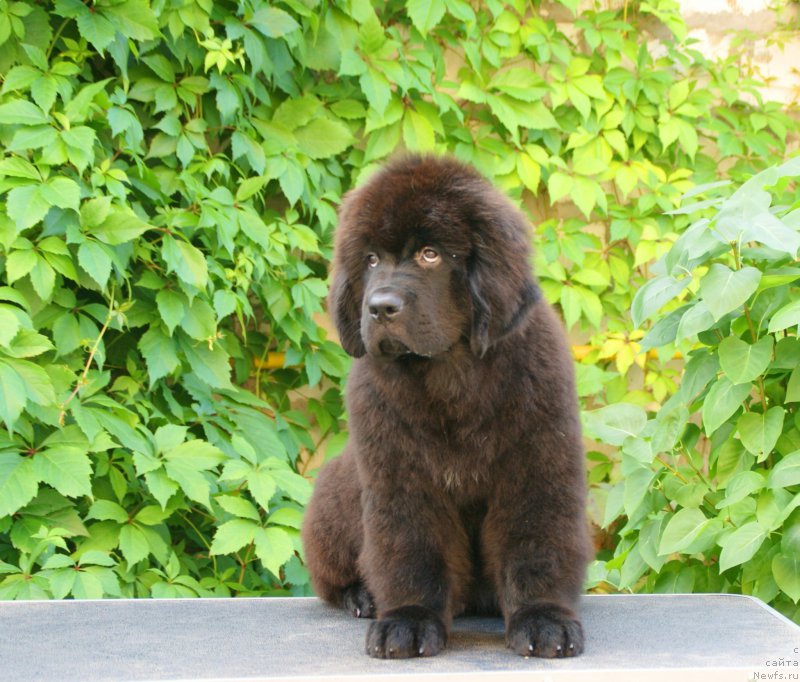 Фотография № 210882