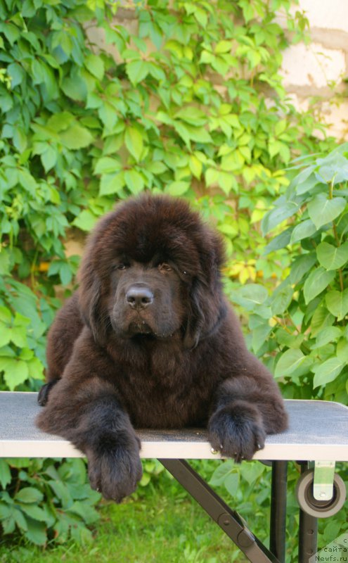 Фото: ньюфаундленд Snou Viking Antuan (Сноу Викинг Антуан)