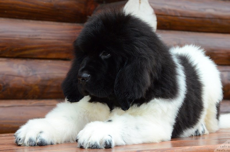 Фотография № 210889