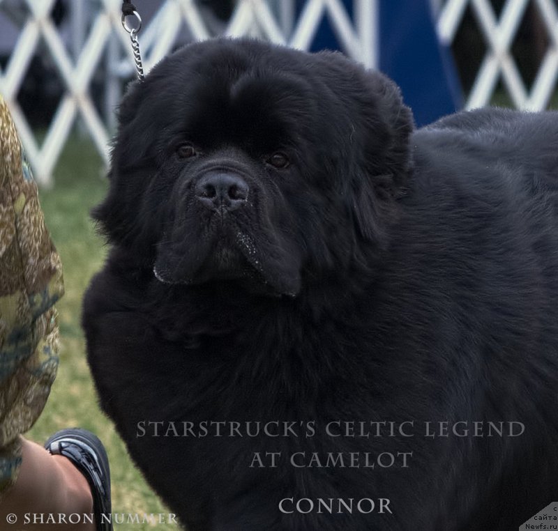 Фото: ньюфаундленд Starstrucks Celtic Legend at Camelot