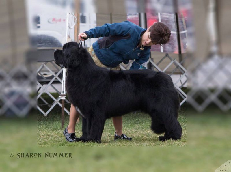 Фото: ньюфаундленд Starstrucks Celtic Legend at Camelot
