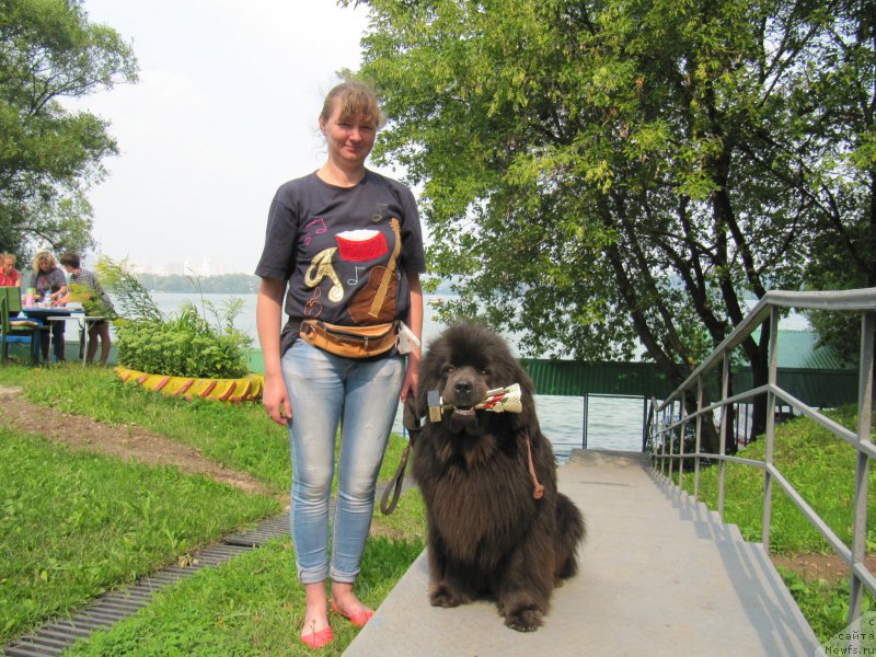 Фото: ньюфаундленд Melty Wave Marine Tifeya (Мелти Вейв Марин Тифея), Anna Petrushkina (Анна Петрушкина)