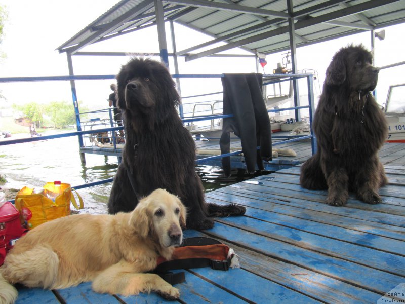 Фото: Лиса, ньюфаундленд Melty Wave Marine Tifeya (Мелти Вейв Марин Тифея), ньюфаундленд Dyurbahler Klab Al'faretta Vin'etta (Дюрбахлер Клаб Альфаретта Виньетта)