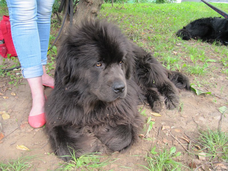 Фото: ньюфаундленд Melty Wave Marine Tifeya (Мелти Вейв Марин Тифея)