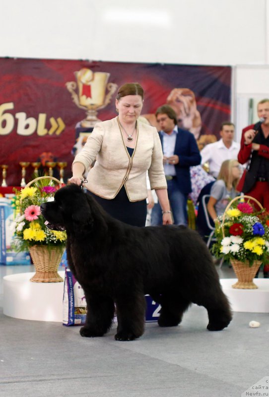 Фото: ньюфаундленд Akvatoriya Kelvin Zaskiya (Акватория Келвин Заския)