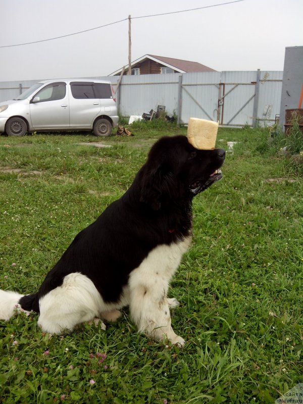 Фото: ньюфаундленд Bi Perfekt Vitko YUgo (Би Перфект Витко Юго)