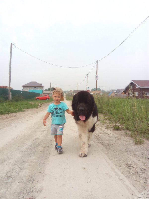 Фото: ньюфаундленд Bi Perfekt Vitko YUgo (Би Перфект Витко Юго)