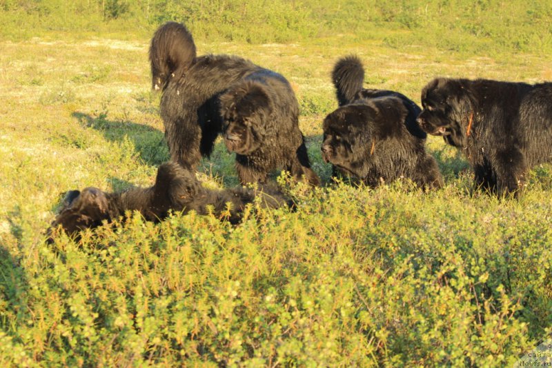 Фотография № 210945