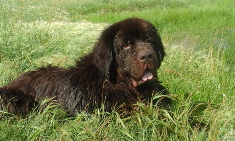 Фото: ньюфаундленд CHernyiy SHarm Amber Best Dog FO Marleon (Черный Шарм Амбер Бест Дог ФО Марлеон)