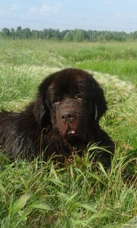 Фото: ньюфаундленд CHernyiy SHarm Amber Best Dog FO Marleon (Черный Шарм Амбер Бест Дог ФО Марлеон)