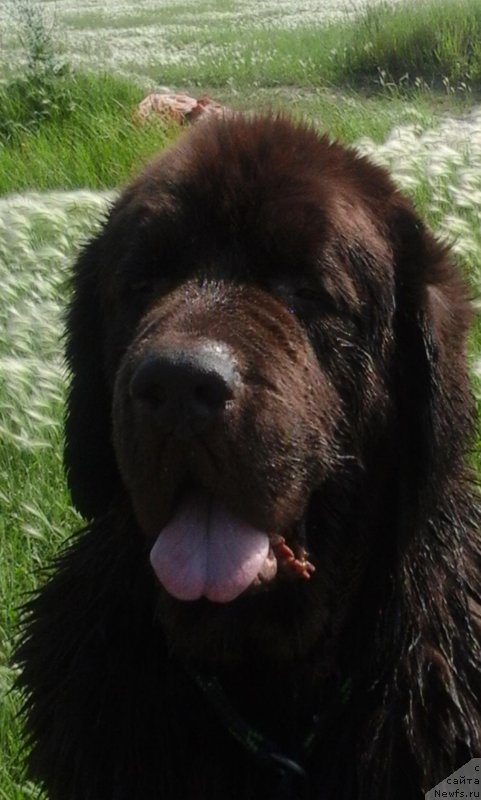 Фото: ньюфаундленд CHernyiy SHarm Amber Best Dog FO Marleon (Черный Шарм Амбер Бест Дог ФО Марлеон)