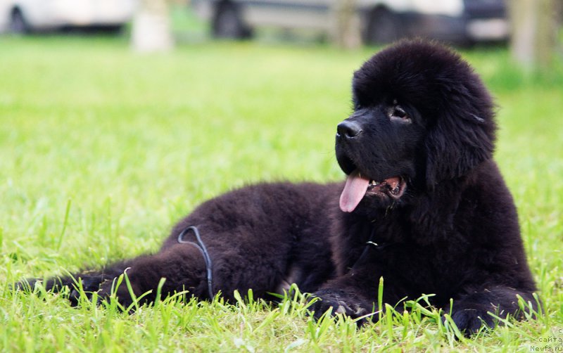 Фото: ньюфаундленд Beguschaya po Volnam Geym of Thrones (Бегущая по Волнам Гейм оф Тхронес)